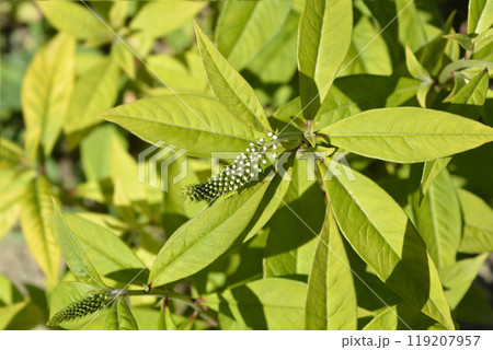 Gooseneck loosestrife 119207957