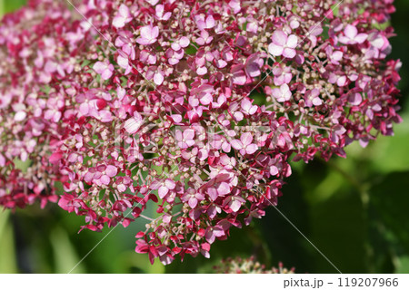 Smooth hydrangea Pink Annabelle Smooth hydrangea Pink Annabelle 119207966