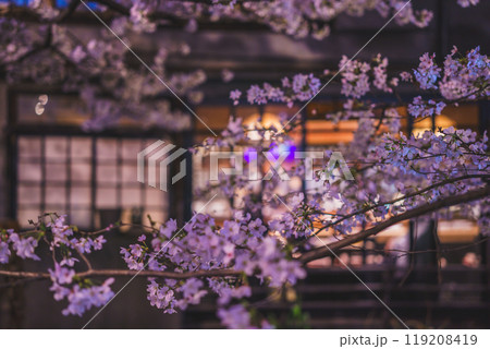京都市中京区の木屋町高瀬川の夜桜を撮影 119208419