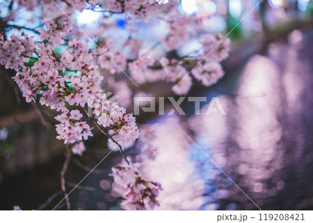 京都市中京区の木屋町高瀬川の夜桜を撮影 119208421