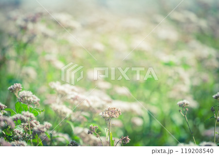 京都市西京区大原野で撮影した藤袴 京都市西京区大原野で撮影した藤袴 119208540