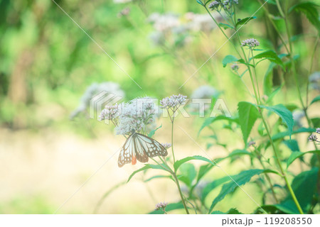 京都市西京区大原野で撮影した藤袴 京都市西京区大原野で撮影した藤袴 119208550