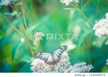 京都市西京区大原野で撮影した藤袴 京都市西京区大原野で撮影した藤袴 119208555