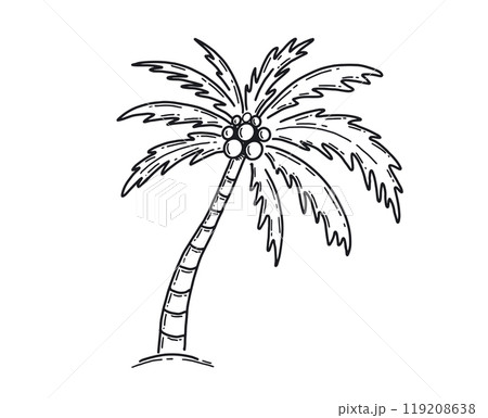 Palm Tropical Tree hand drawn illustration.	 119208638