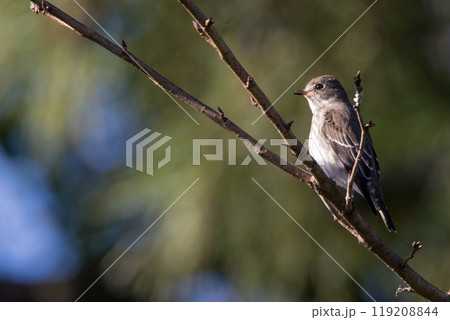 木の枝にとまるエゾビタキ 119208844