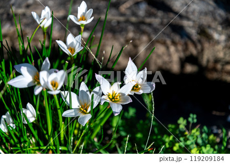 秋の花タマスダレ 119209184