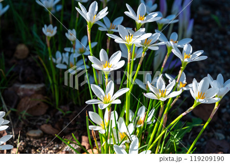 白いタマスダレ 119209190