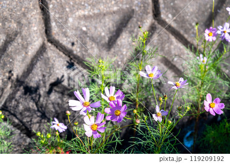 可憐なコスモス 可憐なコスモス 119209192