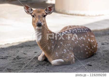 アクシスジカ 119209200