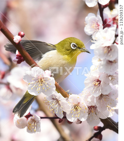 満開の白梅にメジロさんがやってきた （春イメージ） 119209337