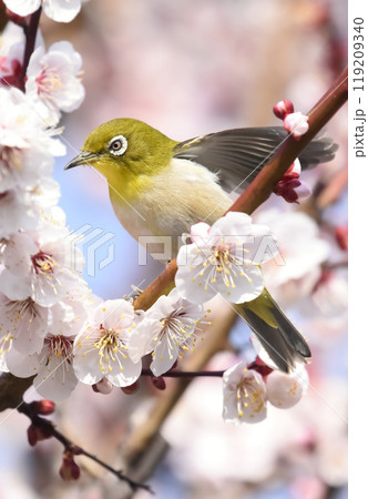 満開の白梅にメジロさんがやってきた （春イメージ） 119209340