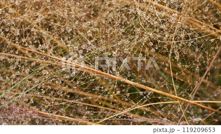 ミューレンベルギア・カピラリスに水滴‗背景素材 119209653