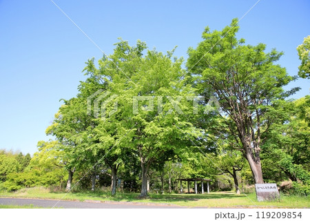 初夏の公園 爽やか 雑木林 初夏の公園 爽やか 雑木林 119209854