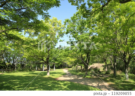 初夏の公園 爽やか 雑木林 初夏の公園 爽やか 雑木林 119209855