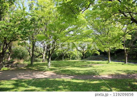 初夏の公園 爽やか 雑木林 初夏の公園 爽やか 雑木林 119209856