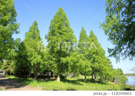 初夏の公園 爽やか メタセコイア新緑 初夏の公園 爽やか メタセコイア新緑 119209863