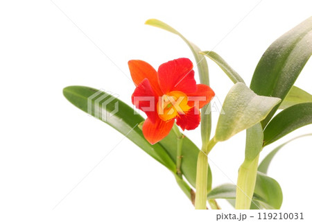 ミニカトレア オレンジ色の花 洋ラン 明るい背景 ミニカトレア オレンジ色の花 洋ラン 明るい背景 119210031