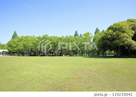初夏の公園　爽やか　雑木林　芝生広場 119210042