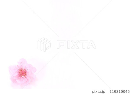 背景素材　桃の花一輪　明るい背景　ピンク色の花 119210046