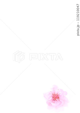 背景素材　桃の花一輪　明るい背景　ピンク色の花 119210047