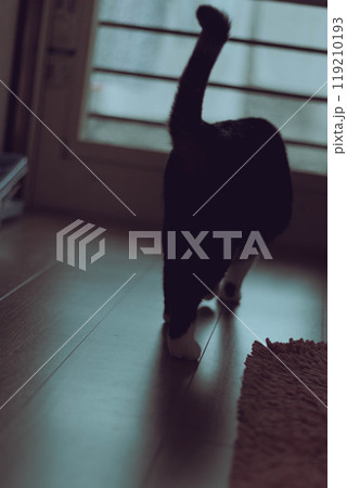 ネコ 暗いイメージ ネコ 暗いイメージ 119210193