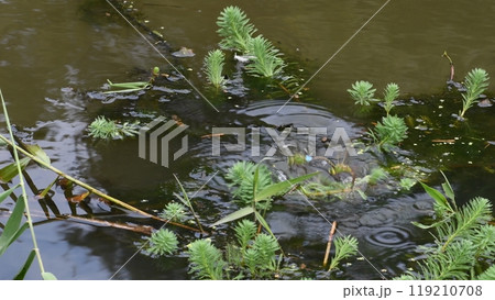ギンヤ産卵 　新林公園 119210708
