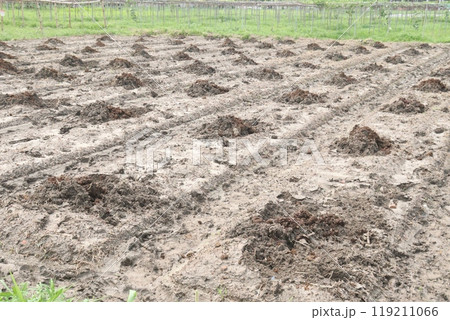 Seed bed preparation on field Seed bed preparation on field 119211066