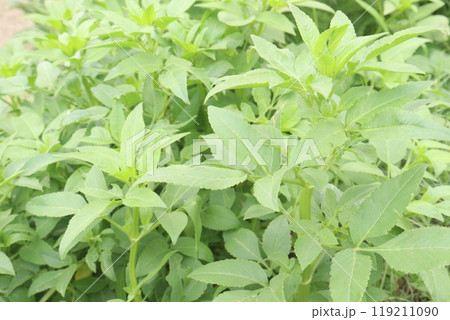 scrophularia umbrosa plant on farm scrophularia umbrosa plant on farm 119211090