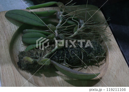 Schoenorchis fragrans is a miniature orchid 119211108