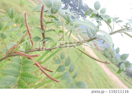 Senna occidentalis flower plant on forest Senna occidentalis flower plant on forest 119211116
