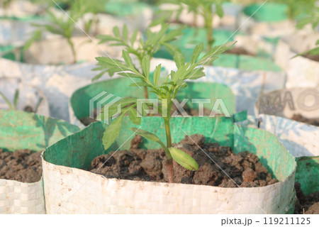 marigold flower seedling on nursery marigold flower seedling on nursery 119211125