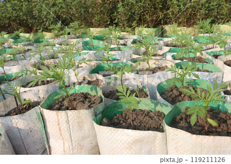 marigold flower seedling on nursery marigold flower seedling on nursery 119211126