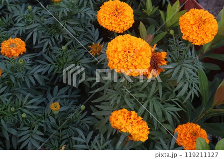 orange colored marigold flower on farm for sell orange colored marigold flower on farm for sell 119211127