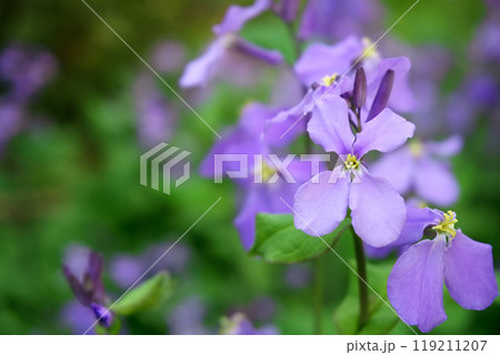 春3月紫色のオオアラセイトウの花 119211207