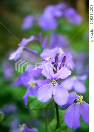 春3月紫色のオオアラセイトウの花 119211208