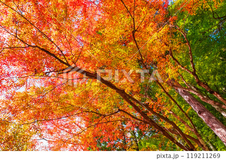 香嵐渓の紅葉 香嵐渓の紅葉 119211269
