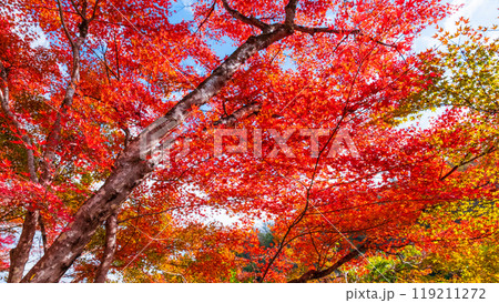 香嵐渓の紅葉 香嵐渓の紅葉 119211272