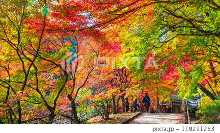 香嵐渓(秋) 香嵐渓(秋) 119211283