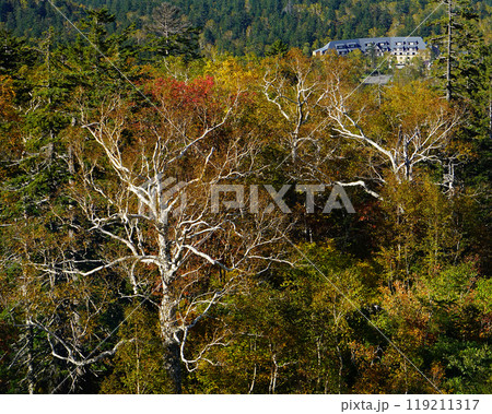 北海道 旭岳 紅葉 北海道 旭岳 紅葉 119211317