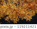 メタセコイアの紅葉 119211421