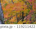 津和野城跡モミジの紅葉1 119211422