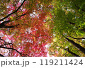 津和野城跡モミジの紅葉3 119211424