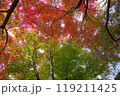 津和野城跡モミジの紅葉4 119211425