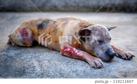 Dog with severe skin condition, possibly mange, covered in scabs and hair loss. 119211607