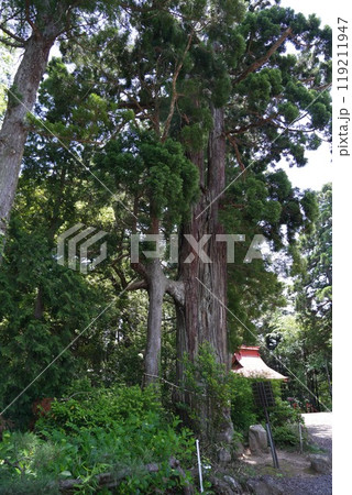【宮城名取】熊野那智神社境内の杉 119211947