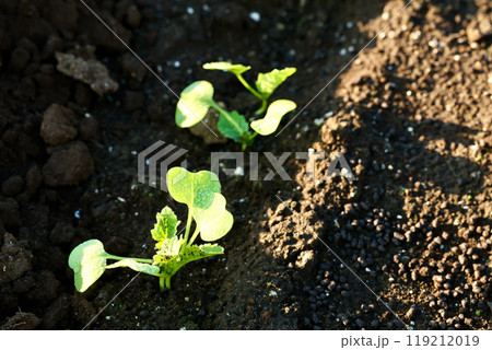 大根の発芽 119212019