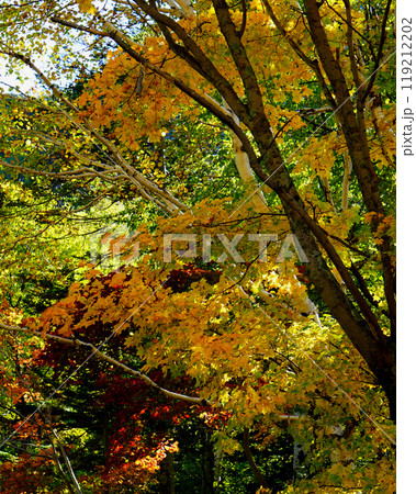 北海道　銀河の滝 119212202