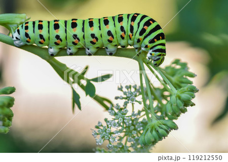 キアゲハの幼虫 119212550