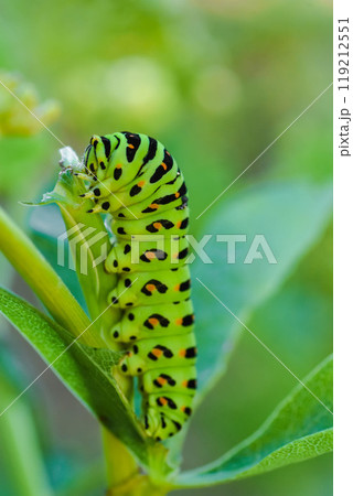 キアゲハの幼虫 119212551