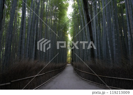 【京都嵯峨野】嵐山竹林の小径 【京都嵯峨野】嵐山竹林の小径 119213009